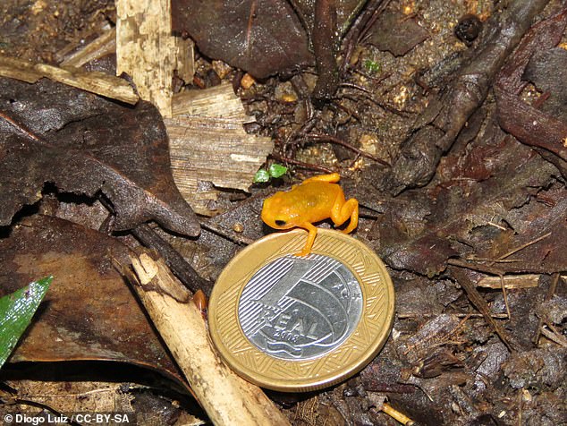 Above, one of the flea toad's losing competitors, the pumpkin toad or Brachycephalus ephippium, also posed with another Brazilian 1 Real coin