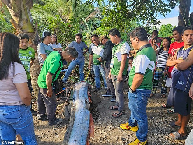 The Municipal Agriculture Bureau has urged locals in Leyte province to remain calm, saying there is no truth behind Japanese folklore surrounding the elongated fish.