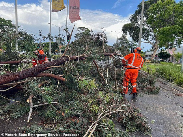 A Victorian State Emergence Service worker attempts to clear a roadway of fallen trees in the aftermath of Wednesday's fatal storms