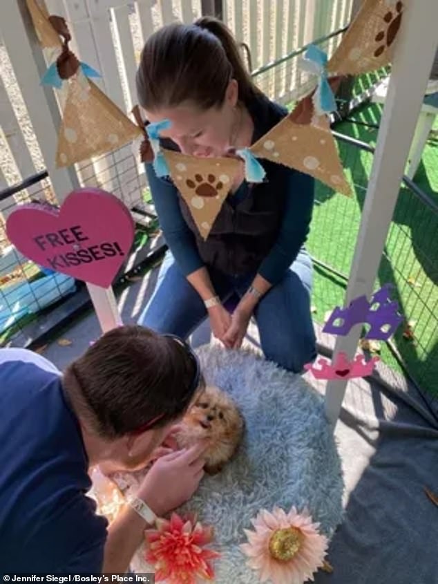 After production for the Puppy Bowl concluded, Sweetpea worked in the kissing booth for Bosley's Birthday Bash, the rescue's annual fundraiser, raising more than $26,000.