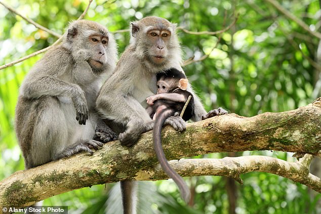 Long-tailed macaques come from Southeast Asia.  Several Safer Human Medicine officials have ties to a company under investigation for exporting the endangered monkeys from their native habitat