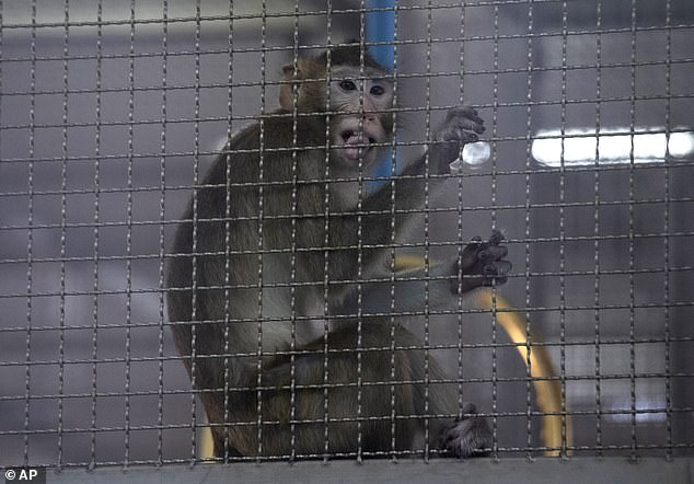 A long-tailed macaque in a cage.  This Thai-born monkey was destined for a research laboratory