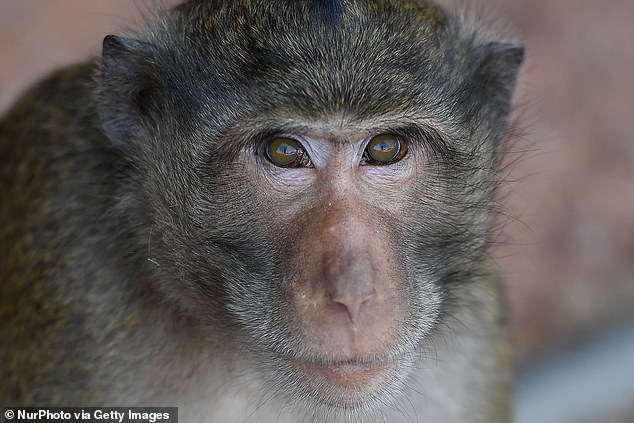 Safer Human Medicines claimed that the facility will be humane and safe, providing monkeys with a safe place to live while ensuring locals can sleep at night knowing they will not have to deal with refugees.