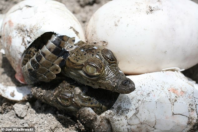 This process is observed in other animals, such as certain birds, reptiles and snakes.  Scientists have also found the first crocodile to produce fertilized eggs on its own