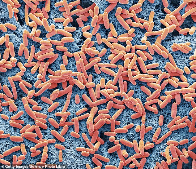 The actual number of people affected is likely much higher than reported, with many simply dealing with the discomfort in their own homes rather than going to the doctor or seeking medical attention or having undergone an E. coli test.  Pictured, E.coli bacteria (file)