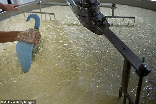 A cheesemaker cuts the curd in a barrel during production (archive photo)