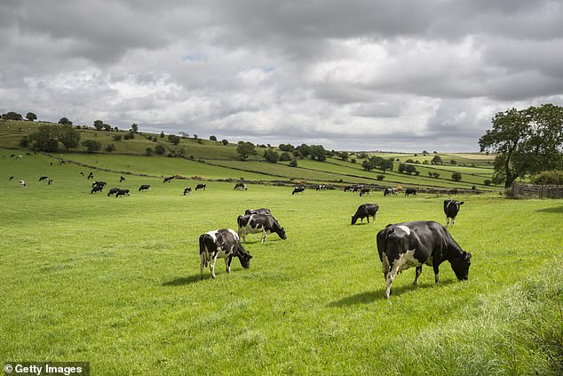 A herd of dairy cattle is seen in lush green fields