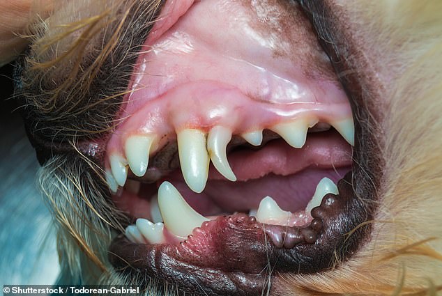 Just like humans, dogs have two sets of teeth during their lifetime: 28 primary (baby) teeth and the permanent (adult) teeth of 42 teeth