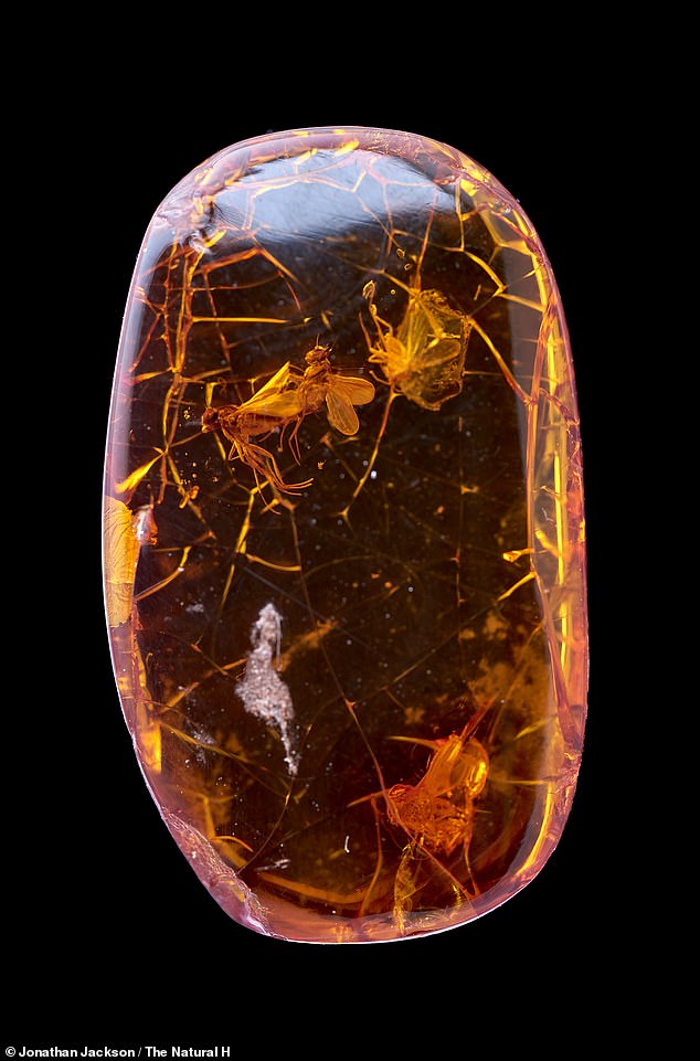 Although ancient insects are often seen trapped in amber, the specimen with the romantically committed flies is particularly rare