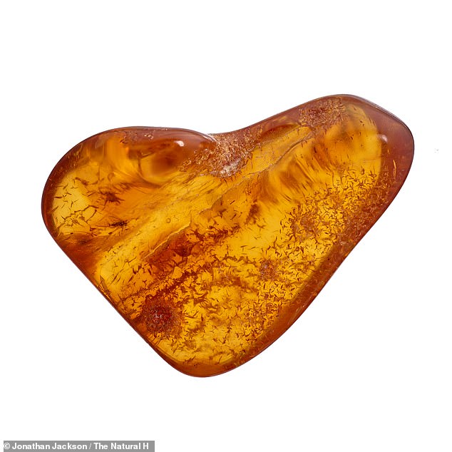 This piece of amber, from the Baltic region, dates from about 44 million years ago and contains a now extinct, non-biting mosquito.