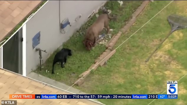 The dogs were seen running around the yard and fighting as officials tried to restrain them