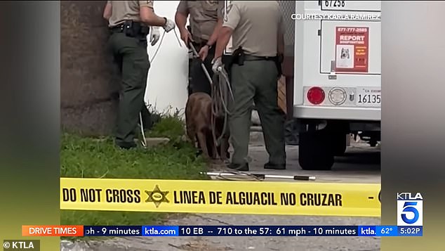 The victim's father turned the dogs over to animal control to be seized and examined