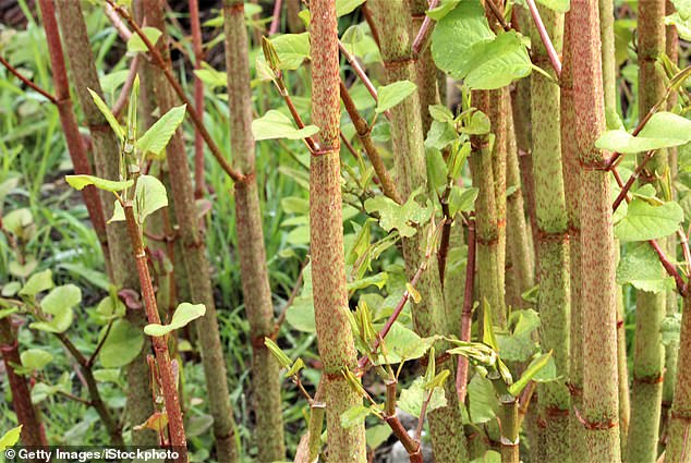 Knotweed stems (photo) are long, straight and self-supporting.  If you see a plant wriggling around something else, it is definitely not knotweed