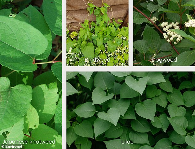 Japanese knotweed (left) can often be mistaken for bindweed (top center), dogwood (top right) or lilac (bottom right).  But by looking at the stems you can easily tell these plants apart