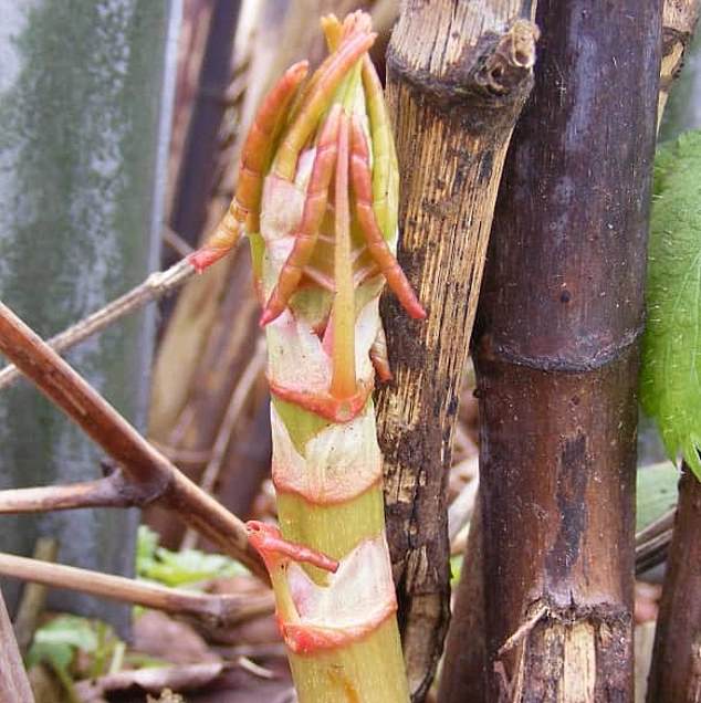 At the beginning of spring, knotweed begins to produce small red shoots that resemble asparagus stalks