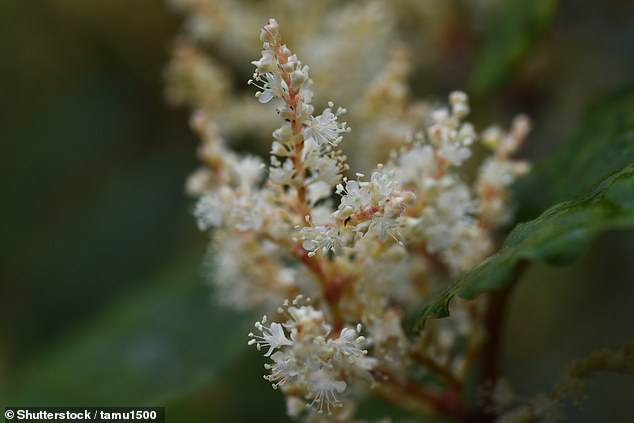 Knotweed flowers (photo) are small and creamy white.  They grow in dense clusters along the stem and bloom in late summer to early fall