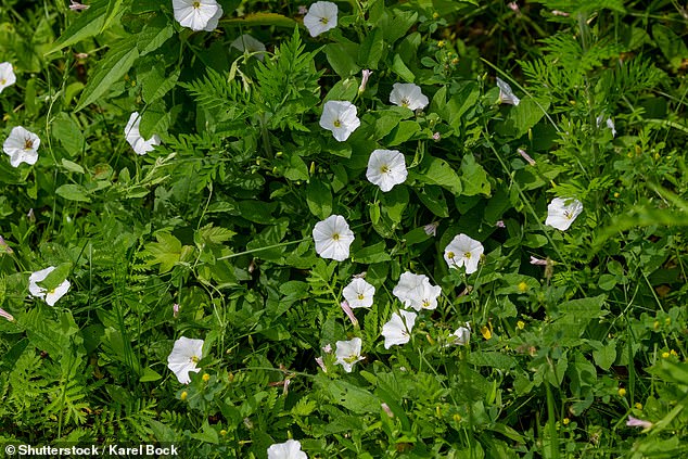 Flowers of bindweed (photo) are easy to distinguish from knotweed, as they are large and trumpet-shaped