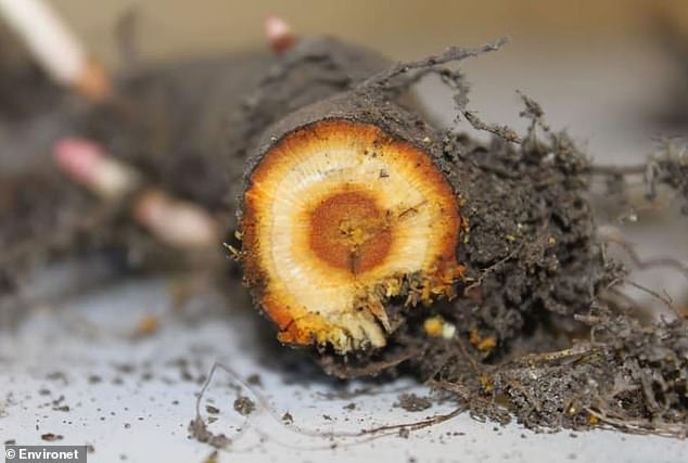 One of the most striking features of knotweed is the large network of rhizomes that grow underground.  These are easy to break and are bright orange inside, just like a carrot