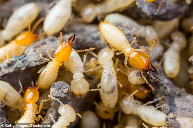 The upstairs bathroom of Mr Kinross' mansion is infested with termites, which are still there after being discovered months ago.  Termites not only damage the structure of a home, they can also eat shoes, clothes and furniture