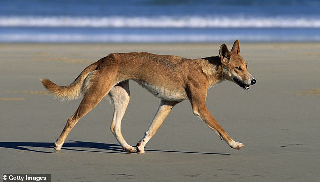 Dingoes are a protected species on K'Gari and each dingo has unique markings