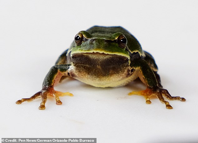 The radiation makes the frogs darker, the researchers think