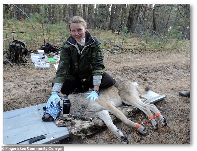 Researcher Cara Love with a wolf at Chernobyl