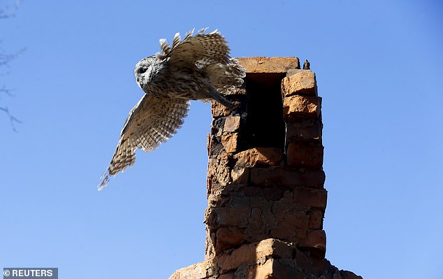 A tawny owl flies out of a chimney near Chernobyl