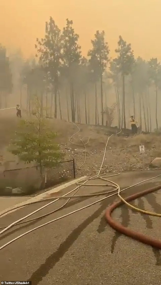 Burned trees were seen in social media posts about Canada's wildfires