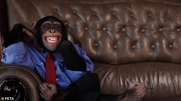 Connor is seen smiling on a bench, but activists insist the exploitation of chimpanzees for greeting cards is no laughing matter