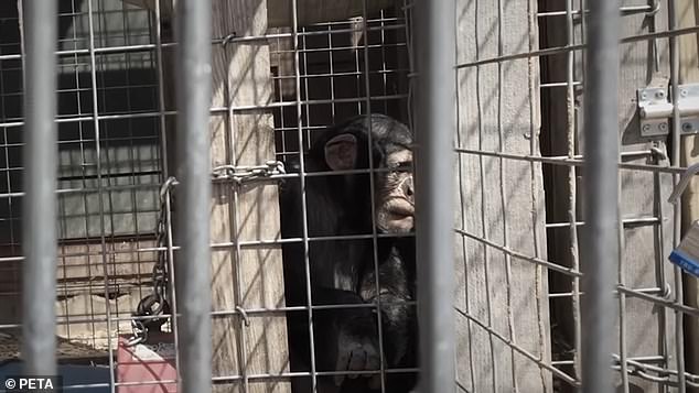 Although consumers were unaware of the abuse and grim conditions these great apes lived in at the Missouri Primate Foundation before PETA closed it in 2021