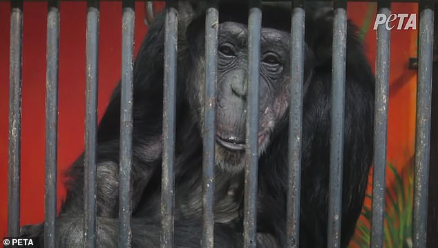 Many of the chimpanzees have been held captive in the facility for more than 20 years