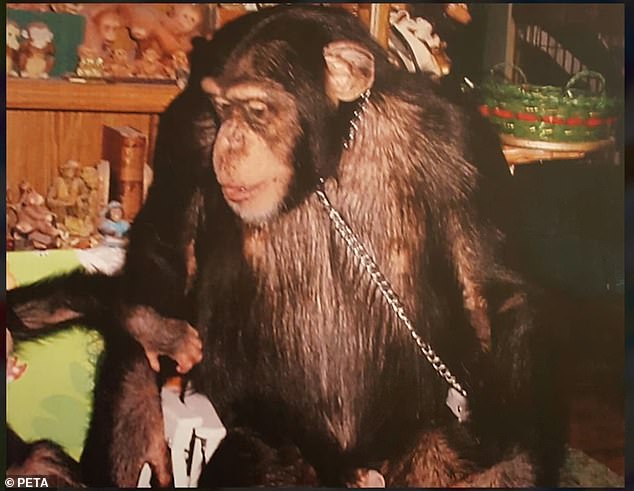 There is a chimpanzee pictured at the Missouri Primate Foundation with a chain around its neck