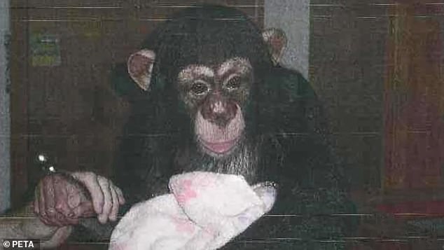 Sixteen chimpanzees lived at the facility – many were born and raised there – before being rescued by PETA and moved to an animal sanctuary in Florida.  One of those sanctuaries is Save the Chimps