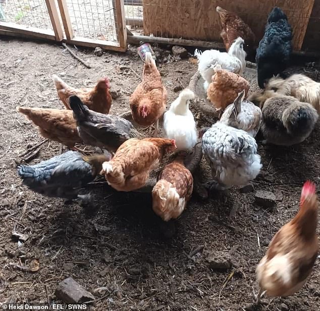 The mother-of-one charges £65 per session and uses meditation to communicate with animals and relay their problems to their owners