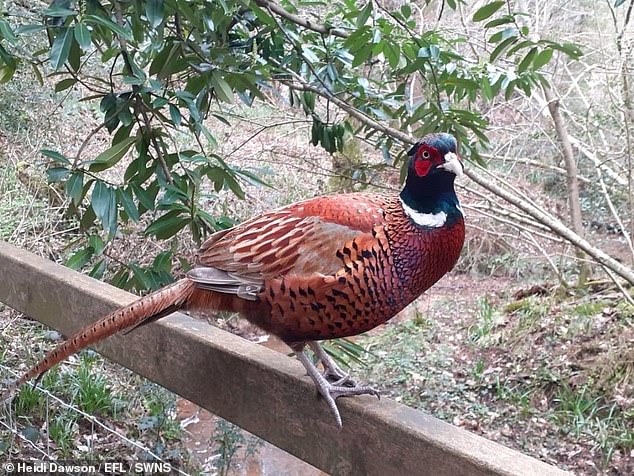 Gemma said she is also free to talk to wild animals when she senses them asleep, including this pheasant she has spiritually healed