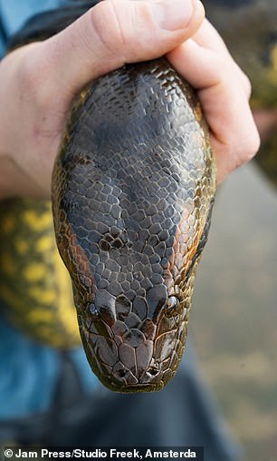 The snake's head is the same size as a human's