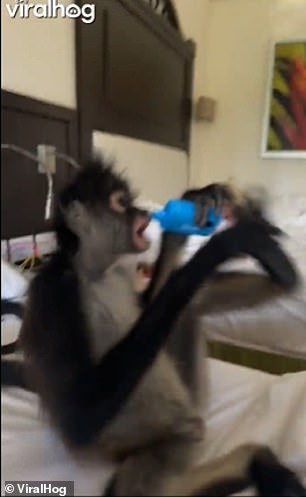 One of the monkeys later jumps onto the bed and holds her vapor close to his mouth