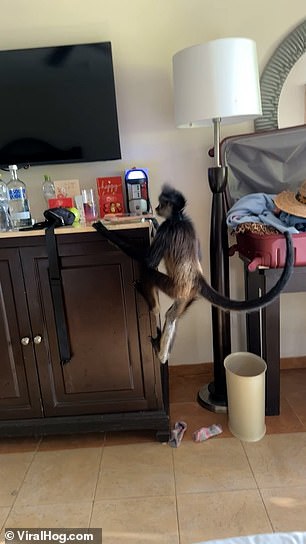 A monkey climbing on a cupboard in the hotel room