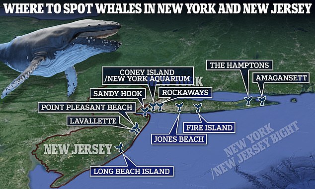 The New York Aquarium has compiled this list of the top 10 places to watch whales from shore in New York and New Jersey.  Most land-based observers will see humpback and bottlenose dolphins, as fin whales are further out to sea