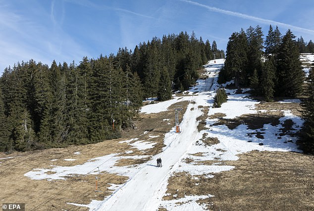 SWITZERLAND: This was the scene earlier this month in the Swiss resort of Les Mosses with a thin layer of snow on an otherwise bare field