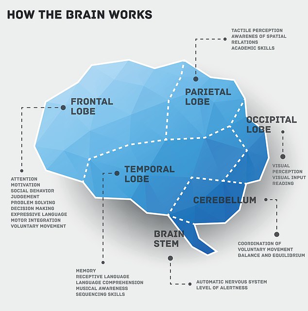 95% of right-handed people and two-thirds of left-handed people use the left side of the frontal and temporal lobes of their brains to process speech.  The remaining one-third of left-handed people have right-brain dominance.  When there is damage to this part of the brain, speech and language suffer