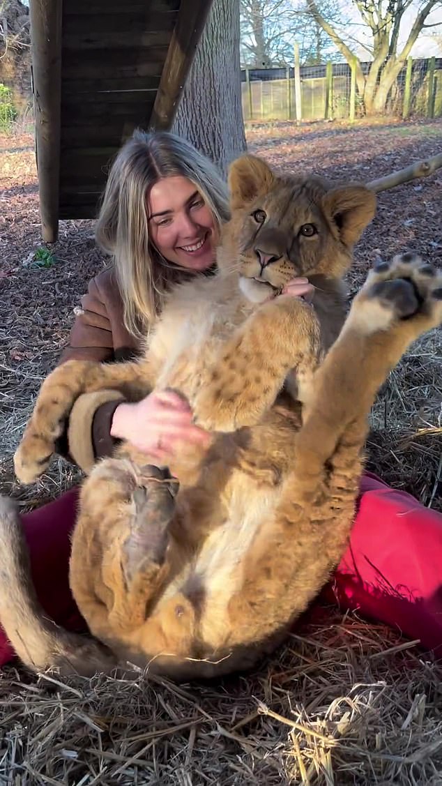 Freya, 20, shared a video of herself cuddling Zemo (pictured), a lion cub, at her father Damian's wildlife park in Kent