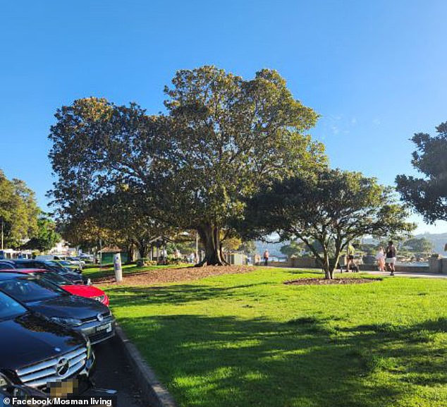 Council staff are now making desperate attempts to save the heritage trees which have stood for more than 100 years