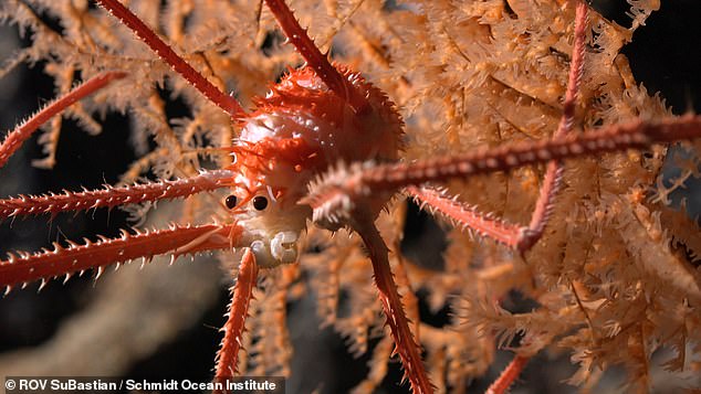 The team mapped a total of 52,777 square kilometers of the seabed.  In the photo: a stocky lobster