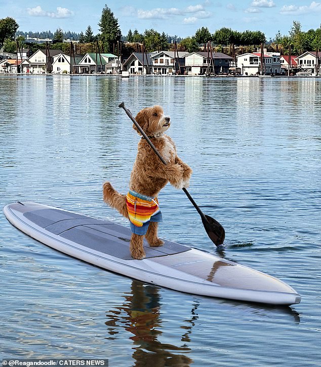 In one photo, Reagan even appears to be paddle boarding, although Sandi admitted she edited him into the photo