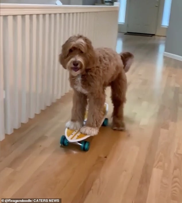 The smart dog manages to skateboard with his front paws on the board and use his hind paws to scoot along