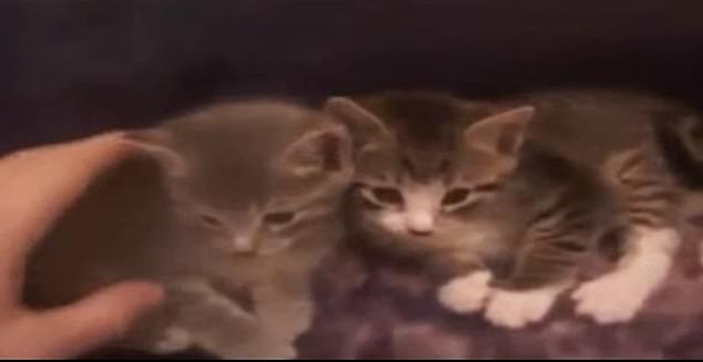 In the show, Magnotta films himself putting two kittens in a clear plastic storage bag, turning on a vacuum cleaner and sucking all the air out.  He continued filming as the creatures suffered