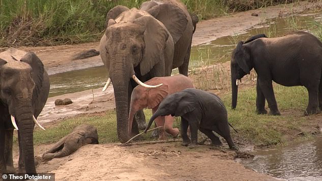 That safari operator, Theo Potgieter, has also personally witnessed another case of albinism in elephants in the Kruger National Park.  He said in both cases he saw the herd accept and care for their unique pink calves