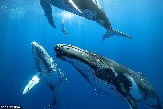 Three young humpback whales swim with a diver.  The special vocal structure of baleen whales allows them to sing for long periods of time without having to breathe – and without drowning