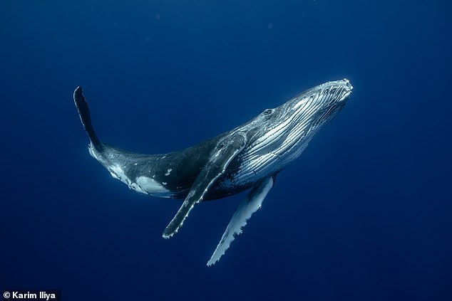 Whales' songs travel great distances but can be drowned out by boat motors and other human activities